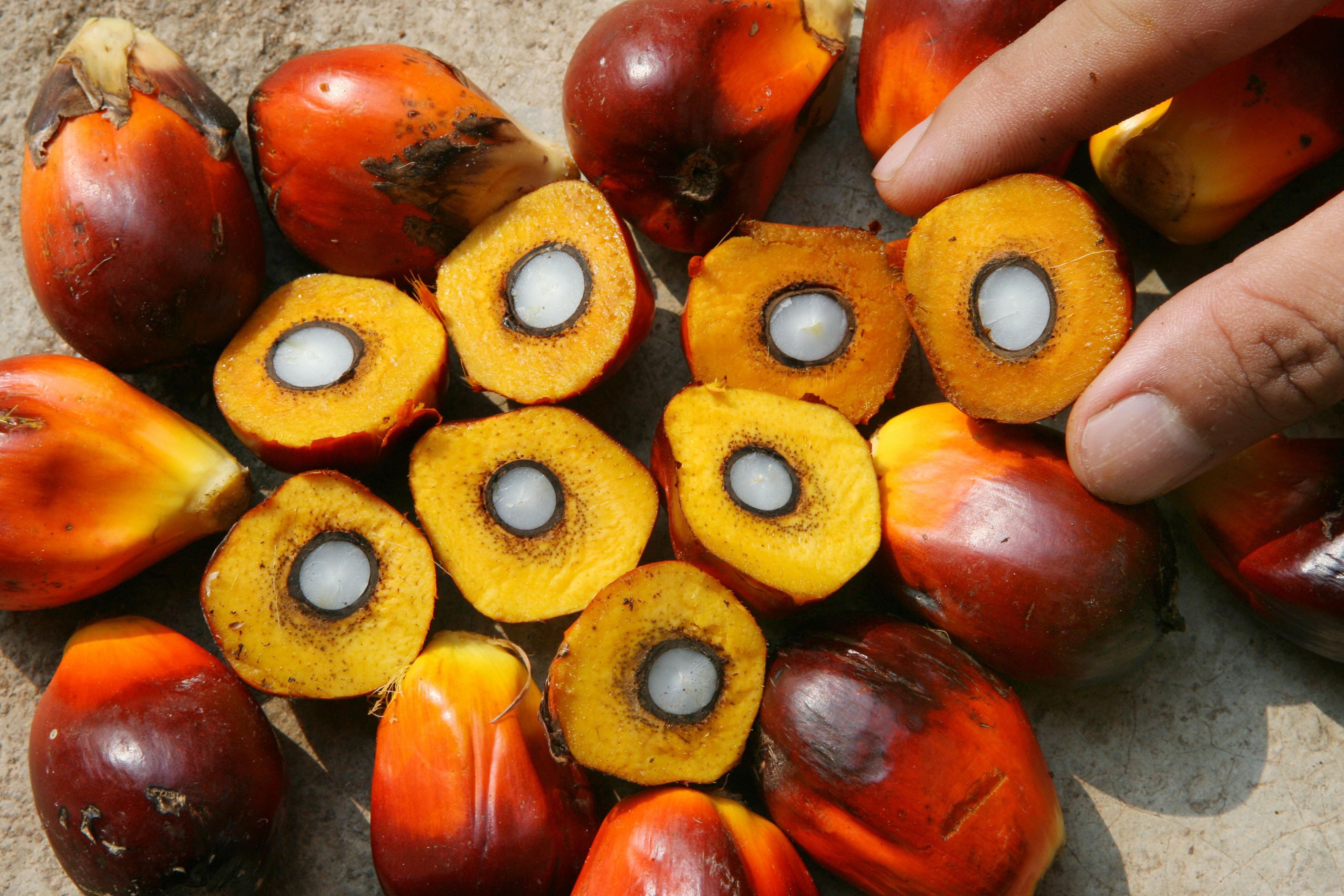 File photo of oil palm fruit at a research centre. 